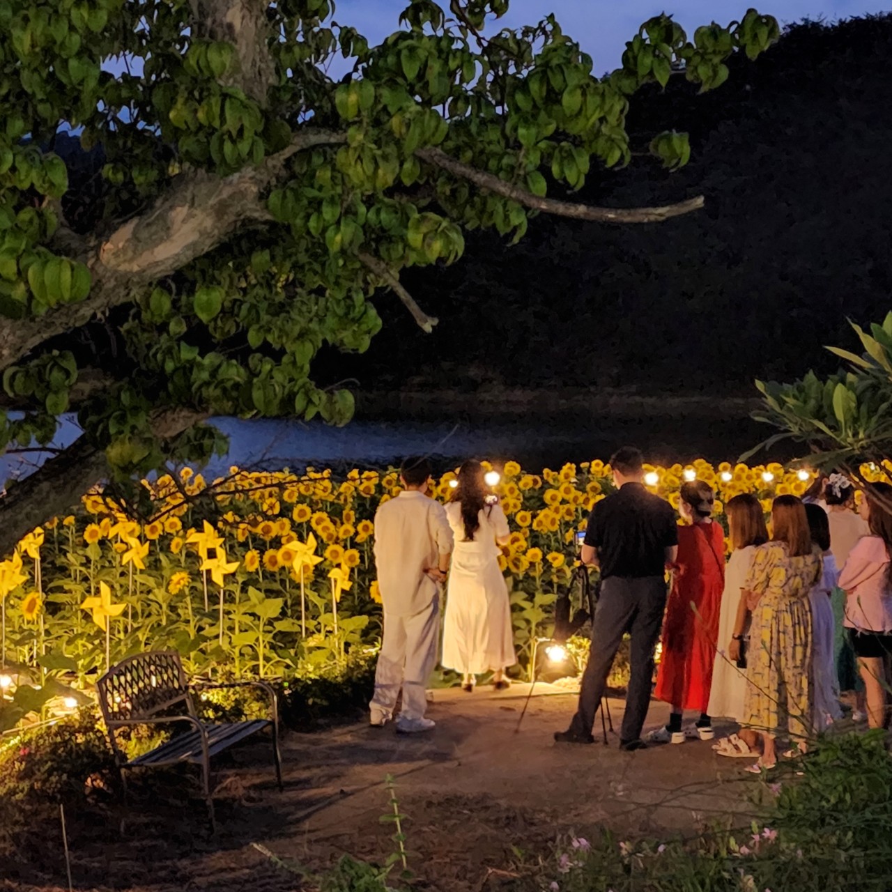 경주애견동반카페 이미지